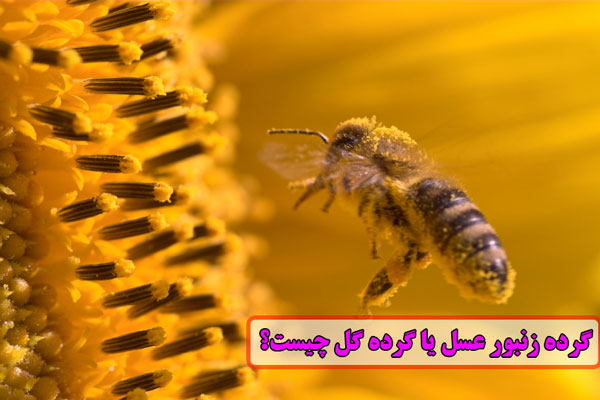گرده زنبور عسل یا گرده گل چیست
